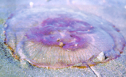 medusa1.gif (39979 bytes)