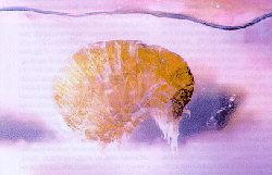 medusa2.gif (34867 bytes)