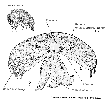 medusa4a.gif (25571 bytes)