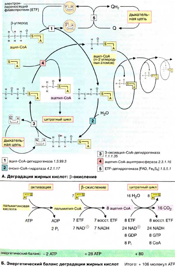 Окисление жирных кислот фермент. Цикл бета окисления жирных кислот. Схема бета окисления жирных кислот. Ферменты бета окисления жирных кислот. B окисление жирных кислот биохимия.