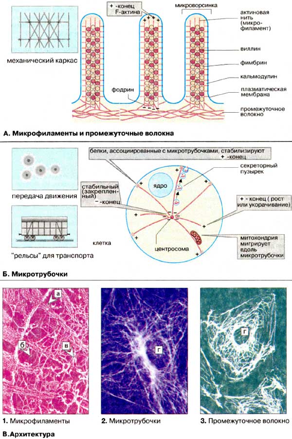 Структура и функции цитоскелета