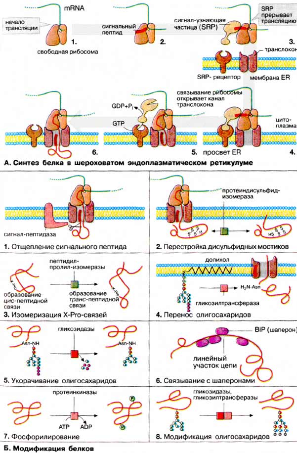 Синтез белка и его созревание